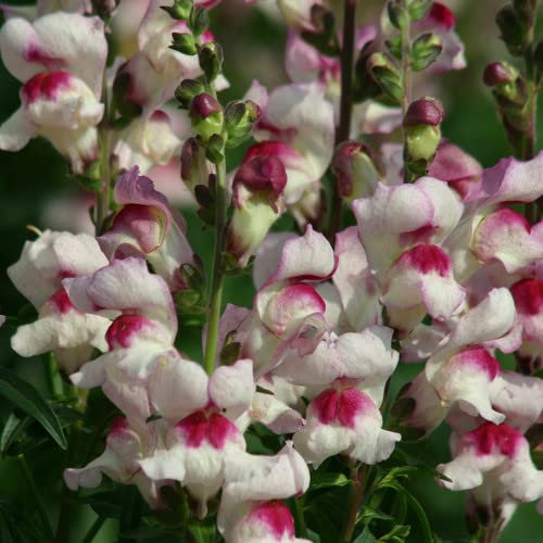 Plant World Seeds - Antirrhinum Majus 'Lucky Lips' Seeds (Annual/Perennial Flower Seeds)
