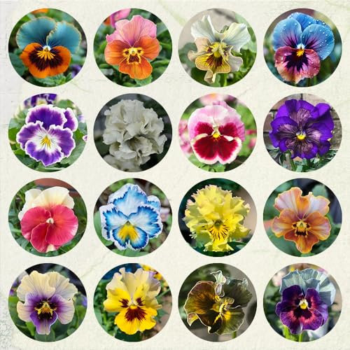 500 Pcs Stiefmütterchen Samen Winterhart Mehrjährig - Kräuterpflanzen, Blumen Für Balkon Hornveilchen Samen, Deko Blumen, Bonsai Samen, Steingarten Samen Blumenwiese Samen, Steingartenpflanzen