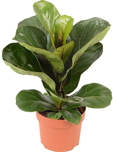 Higuera Hoja de Violín Planta Natural de Interior Árbol Interior