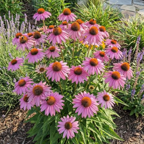 Bloomique - Set di 3 - Echinacea Purpurea Magnus - Echinacea - Ricca fioritura - Resistente all'inverno - Perenne - Altezza 10-20 cm - Vaso da 9 cm