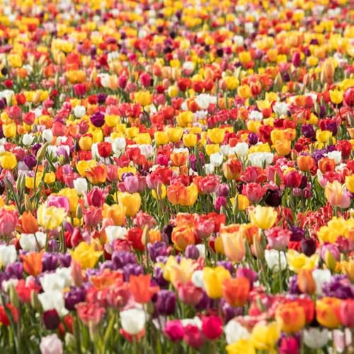 Historische Tulpenmischung 50 Stück Tulipa Blumenzwiebeln Tulpenzwiebeln Früh und Spätblüher aus alten Sorten
