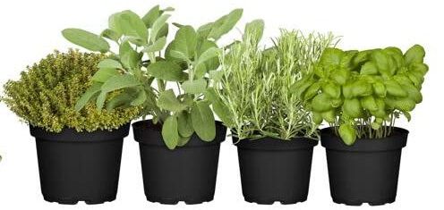 Tomillo, Salvia, Romero y Albahaca - Plantas Premium DECOALIVE - Hierbas Naturales para Huerto Urbano - Plantas Aromáticas