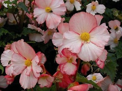 Graines de Begonia Samen Pin Up Rose Pelletierte Tubéreuse: PAQUET DE 100 GRAINES