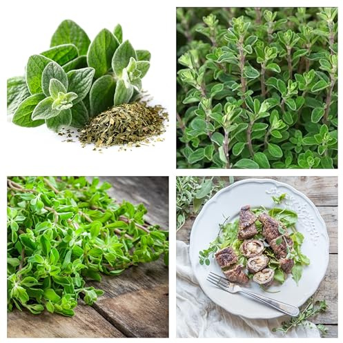 Semi di Maggiorana (Origanum Majorana), Erba Aromatica per Orto in Casa, Vaso e Balcone, Tisane, 500 Semi