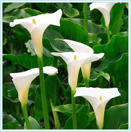 Bulbos de Cala-Fácil de cultivar. En maceta.,Otoño o primavera Excelente para plantar en interiores o exteriores.-2 bulbos-E
