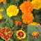 Saterkali Tagetes Patula Seeds, 100 piezas Tagetes Patula Seeds French Marigold Mixed Flower Garden Balcón Decoración