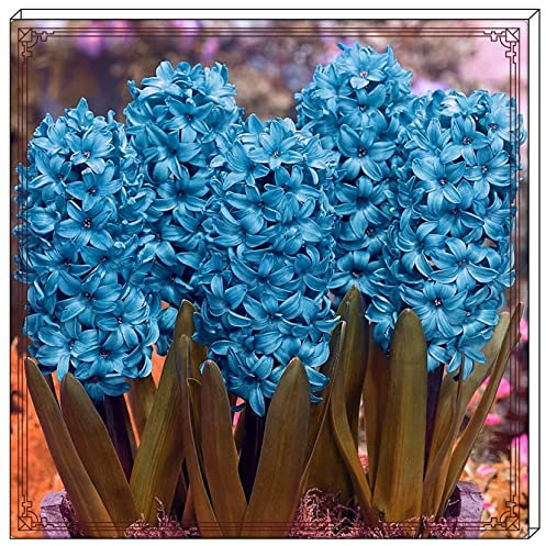 Hyazinthenzwiebel Winterhart MehrjäHrige,Hyazinthe Kaufen Hyazinthen Pflanzen Winterhart,Hyazinthen Rhizome Gärten Geschenk bereit MehrjäHrige Knollenpflanze Im Topf Pflanzen-4zwiebeln-e