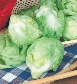 CICORIA CAPOTTA MANTOVANA NR.2000 SEMI