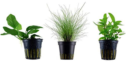 Tropica Nano Set mit 3 einfachen kleinen Topf Pflanzen Aquariumpflanzenset Nr.7 Wasserpflanzen Aquarium Aquariumpflanzen