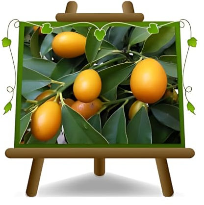 EURO PLANTS VIVAI Agrumes Kumquat Fortunella Margarita plante fruitière en un pot de 24 cm hauteur 95 cm