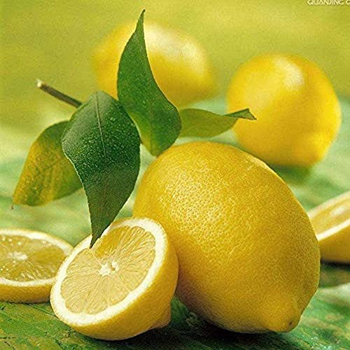120Pcs Zitrone Samen Indoor und Outdoor Hohe-Qualität Heirloom Kalk Samen Einfach zu Überleben Mehrjährige Obst Bäume Geeignet für Anfänger Gartenarbeit Erfahrung