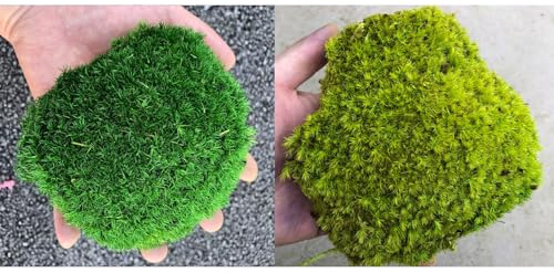 prefleur 2 Color Mix Pack Preserved Pole Moss Pillow Bun Cushion Natural Decorative DIY Kit Art Wall Florist Decor Easter Table Decor Wedding(1.5 sq.ft, Green-C,Green-D)