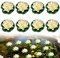 JOKILY 8 fiori galleggianti, piante di giglio d'acqua, ninfee artificiali, galleggianti, fiori artificiali, loto bianco, piante da stagno, decorazione per laghetti da giardino