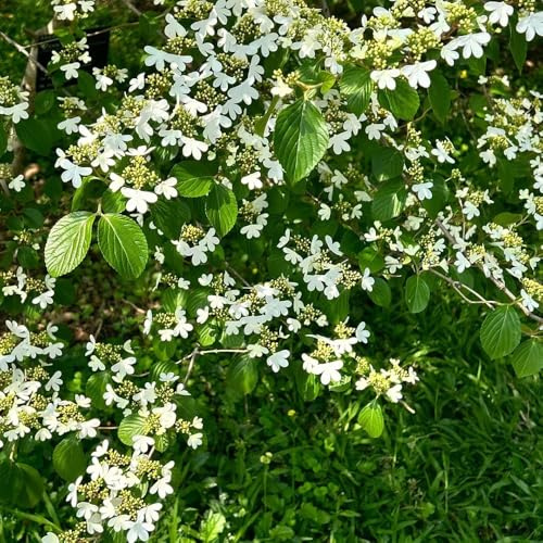 semillas de bolas de nieve invierno - balcón resistentes semillas decorativas trepadoras perennes perennes resistentes 160pcs