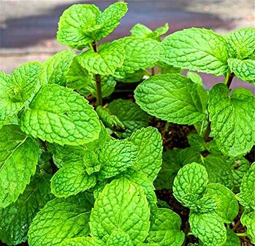 Semi di menta piperita decorazione soggiorno significato unico giardino decorativo-200 semi Seeds ONLY