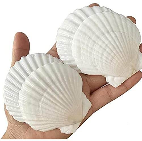 SKOOLOVE 25PCS White Scallops Shells, 5-7.5CM Natural Seashell from Sea Beach, Sea Shells for Crafts Wedding Decor Beach Theme Party and Home Decor