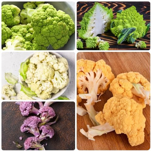 semi di cavolfiore, biologici da giardino semi di cavolfiore di invernali Le perenni sono 80pcs
