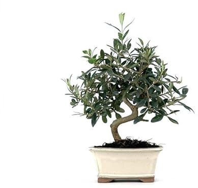 Árbol Natural Bonsái de Olivo Ideal para Regalar Planta Natural para Coleccionistas