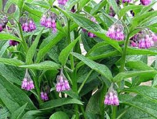 COMFREY - HERB - SYMPHYTUM OFFICINALE -FERTILIZER-SLUG DETTERENT 96 SEEDS by pretty wild seeds