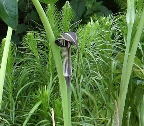 Lot de 5 Graines - Ariseme Chinois - TRES RARE - Arisaema concinnum - Plante Cobra - Fleur Jardin - 281