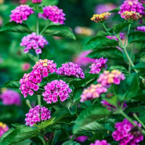 semillas lantana decoraciones de jardín para exteriores invernaderos de balcón decoración prado silvestres, siembra otoño, perenne balcón Cobertura perenne 100pcs