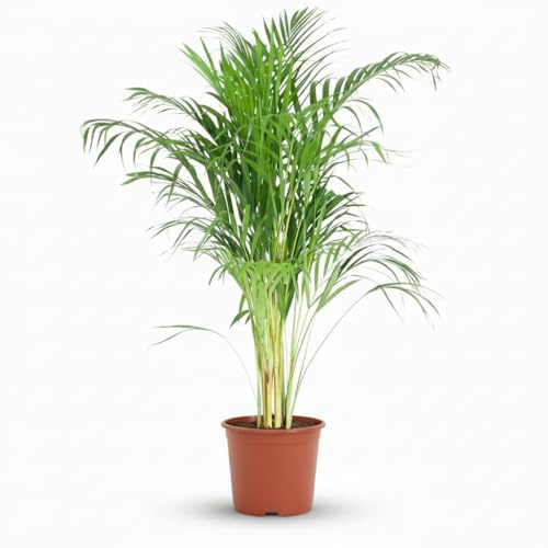 Green boutiQ - Plante d'intérieur - Palmier doré - Dypsis Lutescens Areca - Vert - Entretien facile - 1 Plante - Pot 21cm - Hauteur 90-100cm