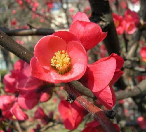 10 SEMI DI Japanese Quince Pseudocydonia sinensis-