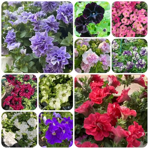 semi di petunia perenni selvatici da balcone, decorazione vite petunie pendenti resistenti all'esterno to perenni da giardino, 300pcs