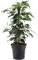 Ficus benjamina Danielle weinende Feigenpflanze für Zuhause oder das Büro (30-40cm mit Topf)