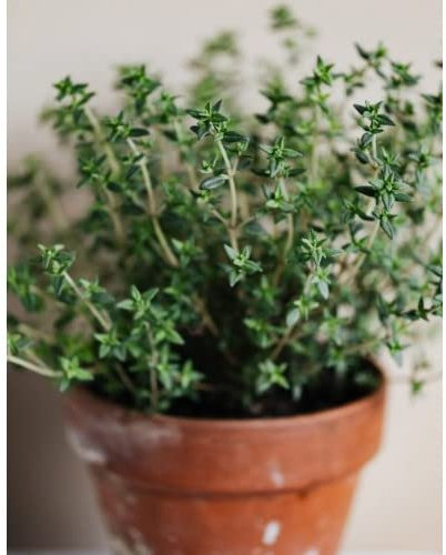 Semillas de Tomillo para Casa Thymus Vulgaris