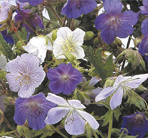 Viridis Hortus - 100 Geranium Pratense Mixed Colours Hardy Perennial Flower Seeds