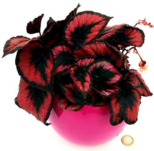 POWERS TO FLOWERS - BEGONIA REX RED ROBIN IN VASO CERAMICA FUCSIA SFERICO, pianta vera