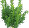 Säuleneibe Eibe Taxus Fastigiata - Robusta - 30-40 cm winterhart Freilandaufzucht