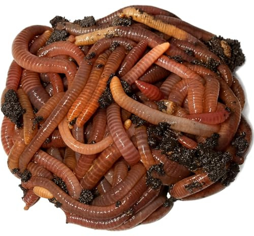 Wormi Vermi Live Axolotl Food - Premium Dendrobaena Worms - Gut-Loaded Earthworms for Healthy Growth & Vitality - Live Arrival Guarantee - High Protein Diet for Amphibians & Newts (50g)