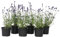 Plant in a Box - Arbustos de lavanda resistentes al invierno - Set de 6 - Lavandula angustifolia - Maceta 10,5cm - Altura 10-15cm