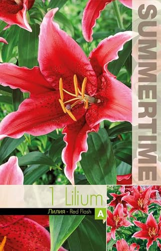 AGRONOM | LIRIOS - RED FLASH | Bulbos de flores perennes | Flores rojas | Cultivadas en jardines de flores, macetas y céspedes floridos | 1 bulbo