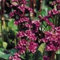 Portal Cool Bergenia - Cordifolia Red Beauty - 50 semi