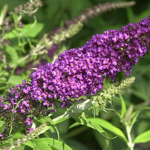 Schmetterlingsflieder Summer Bird Raspberry 30-40cm - Buddleja - lebende Gartenpflanze aus den Baumschulen