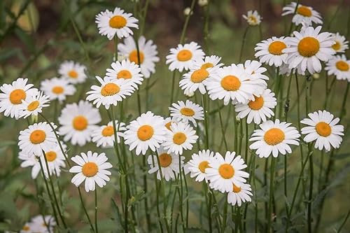 Neue frische 10 Stück Gänseblümchensamen Aachondra