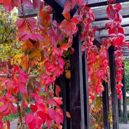 vite selvatica, vite vergine - rampicanti a crescita Parthenocissus tricuspidata giardino roccioso rampicanti, interno ufficio sempreverdi appendere 600semi
