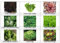 Viridis Hortus - 9 Packs of Lettuce Seeds - Buttercrunch, Endive Soldata, Iceberg Robinson, Red Oakleaf etc