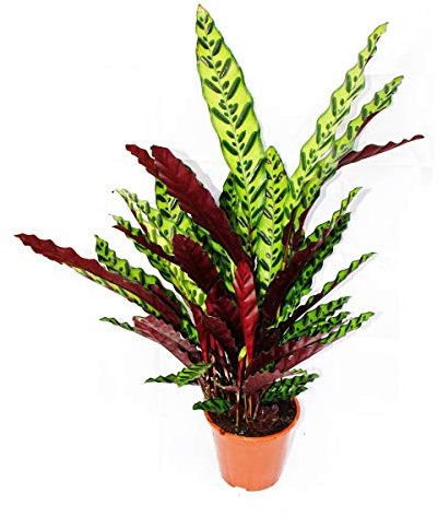 exotenherz - Plante d'ombrage à motif de feuilles inhabituel - Calathea lancifolia - pot de 17cm - hauteur env. 60-70cm