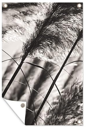 MuchoWow Poster exterieur Herbe de la pampa - Noir - Blanc - Plante Decoration murale 40x60 cm Résistant aux intempéries/soleil