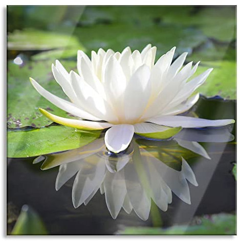 Pixxprint Glasbild, Wandbild auf Echtglas, Weiße Lotusblume im Wasser, 40x40 cm, inkl. Aufhängung und Abstandshalter