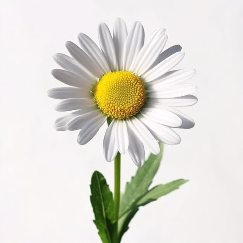 250 Graines de Pâquerette - SemiSauvage Permaculture