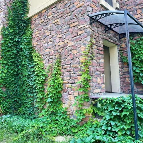 Wilder Wein Pflanze Samen, geschenke für gartenfreunde Wilder Wein Winterhart Schnellwachsend, luftreinigende zimmerpflanzen kletterpflanzen winterhart, deko pflanzen pflanzen wand, 350pcs