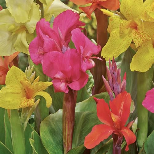 Bloomique - Mélange de 3 - Canna - Roseau à fleurs - Mélange de couleurs - Bulbes à fleurs - Floraison d'été - Plantes de jardin - Pousse jusqu'à 100-125 cm