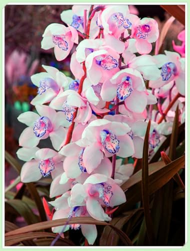 Blumenzwiebel Mix, Mysteriöse magische Glühbirne, Winterhart pflanzen, Mehrjährige Blumenzwiebel ist winterhart,Winterhart zwiebeln-3 Orchidee Zwiebel