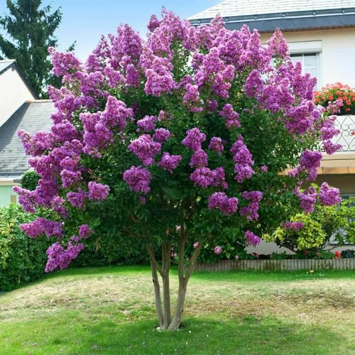 Lagerstroemia indica Viola Powhatan pianta in vaso ø19 cm h. 60/80 cm Vivaio di Castelletto