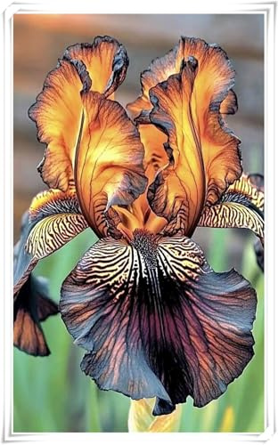 Fáciles de Cultivar en Jardines y Macetas -Bulbos de Iris - Adaptados al Clima Mediterráneo -Iris bulbos-4 Bulbos-D
